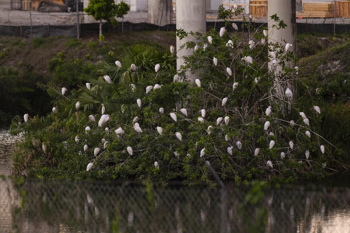 Egrets have been congregating in Overtown beneath the highway overpasses and across the street from Booker T. Washington High School.