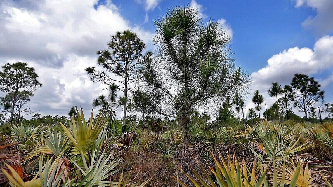 Another gift to help save Miami-Dade’s disappearing pine rockland