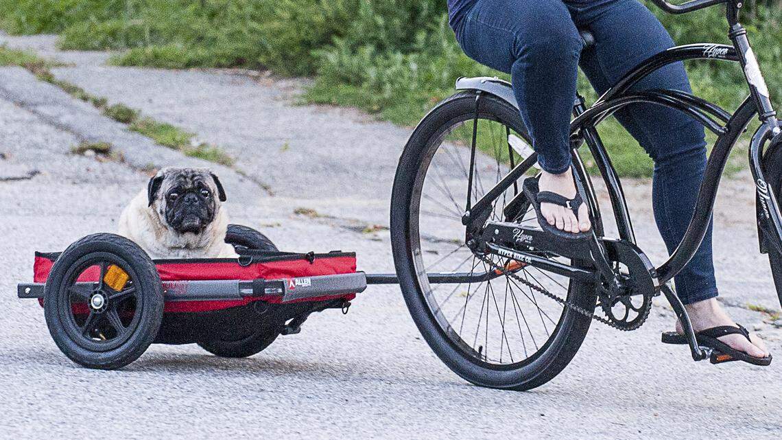 Jenn Sirois, of Auburn, Maine, gives her 10-year-old pug mix dog Buddha a ride down Parker Street Monday, Aug. 6, 2018, in Auburn, Maine. (Russ Dillingham/Sun Journal via AP)