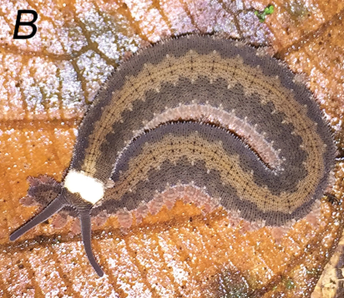 The animal, known as as velvet worm, is soft and has many legs on its sides that help it scuttle through the leaves.