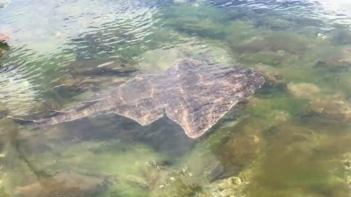 Kids’ kayaking class saw an angel shark, “one of the rarest sharks in Europe,” swimming in Galway Bay; instructor’s video shows the animal.