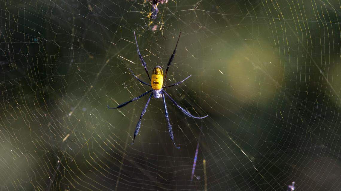 joro spider orb-weaver spider