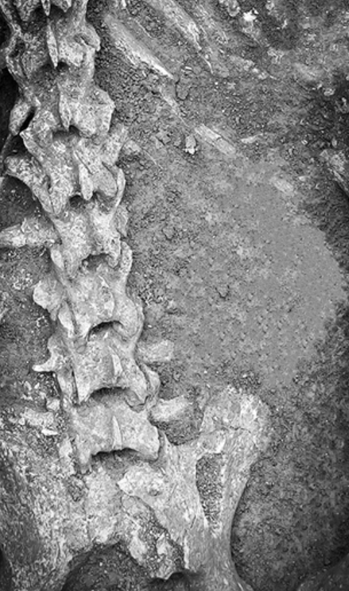 The panda’s burial likely symbolized an underground garden for the dead, officials said.