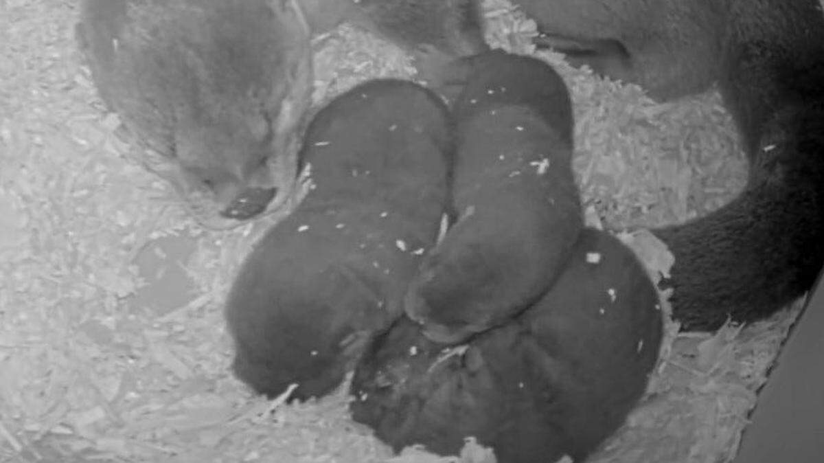River otter Kalee with her three new pups at The Detroit Zoo.