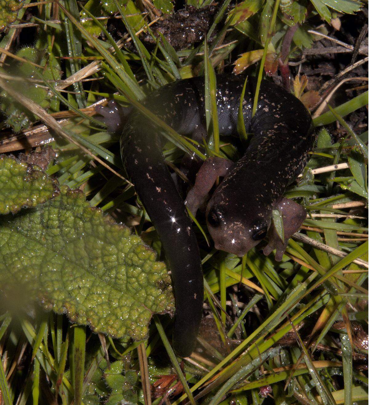 The salamanders were found foraging in the mossy spaces between rocks.