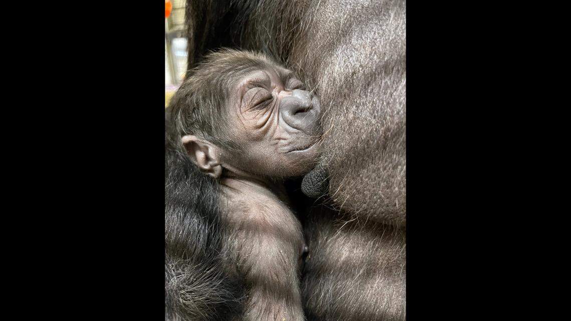This is the second baby for Calaya and father Baraka, 31, according to the zoo.