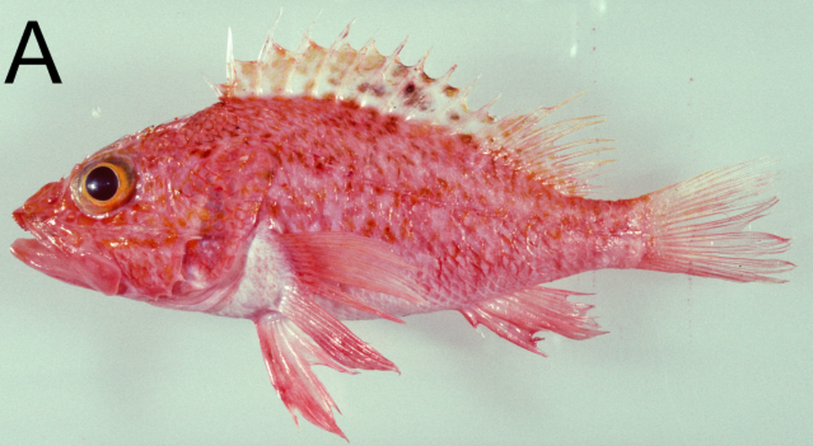 The spotfin scorpionfish has a red body and venomous spines.