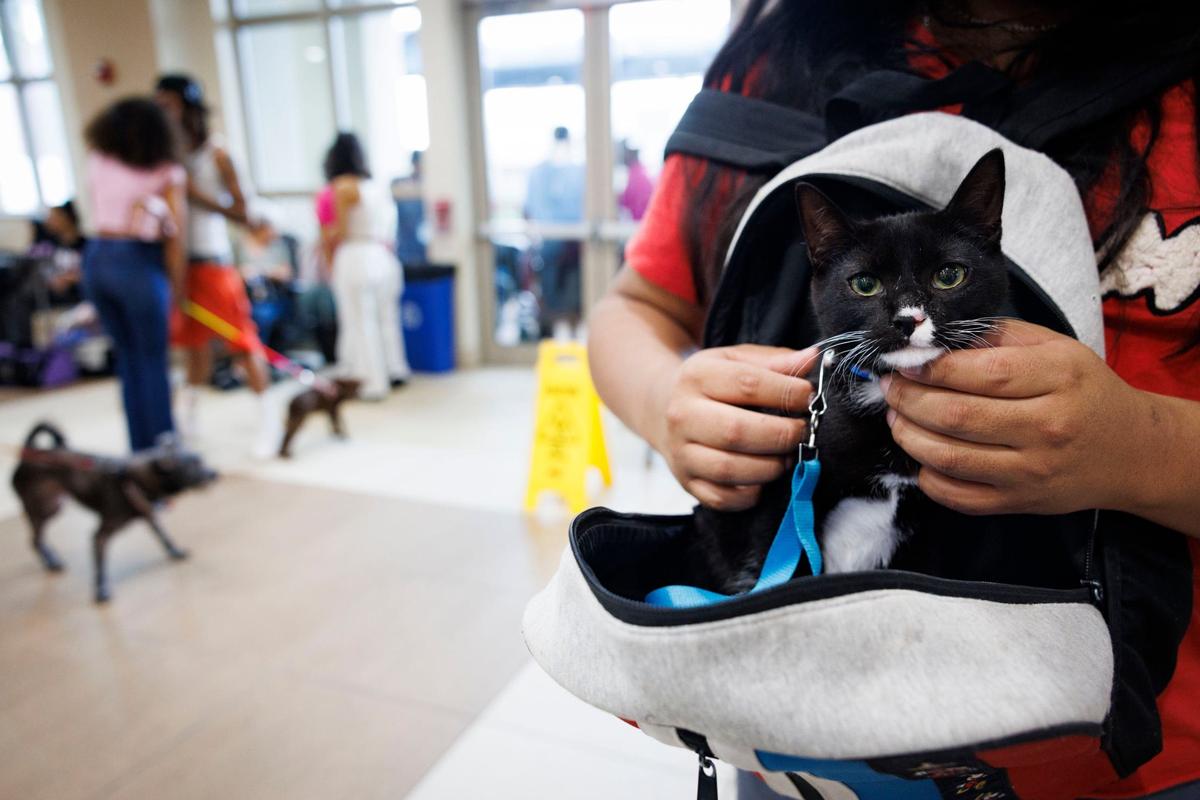 William, a cat that was found by his owners on a freeway five months ago, sits in a backpack in the waiting room of the Miami Veterinary Foundation free clinic on Sunday, Sept. 15, 2024, at Camillus House in Miami. The Miami Veterinary Foundation holds a free pet clinic once a month for low-income Miami-Dade residents to get their pets vaccinated and get a check-up.