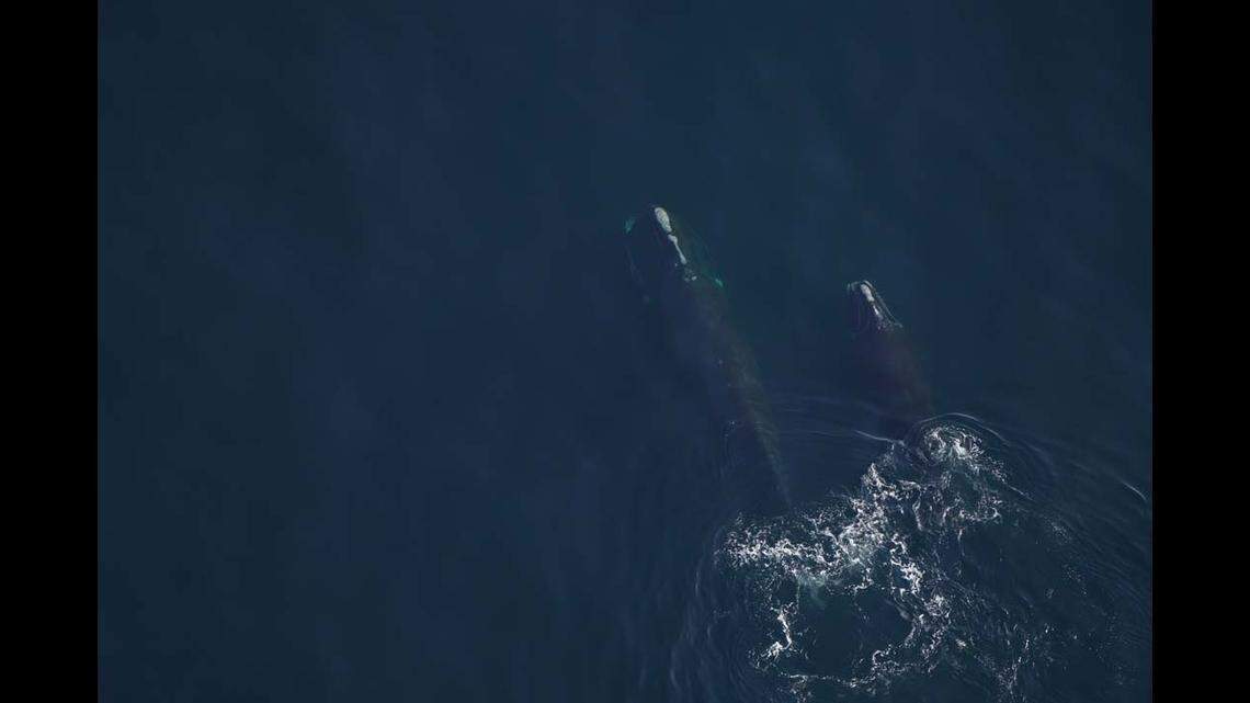 Pediddle’s 10-month-old calf is still learning how to feed, researchers said.