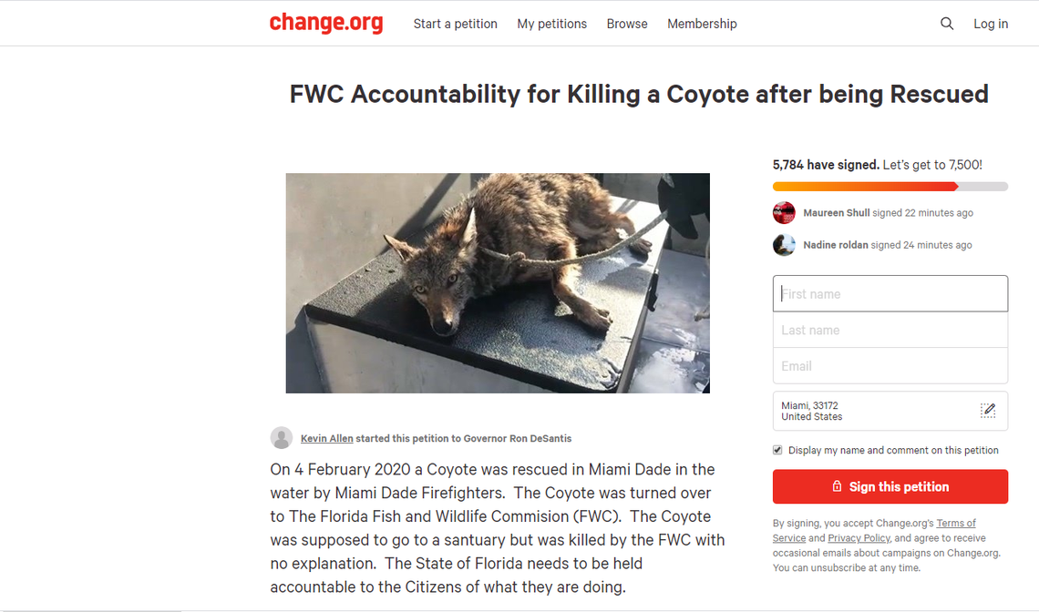 A petition has popped up online, asking Governor Ron DeSantis to hold the FWC accountable for its lack of transparency on the decision to euthanize a coyote that was rescued from the water near PortMiami.