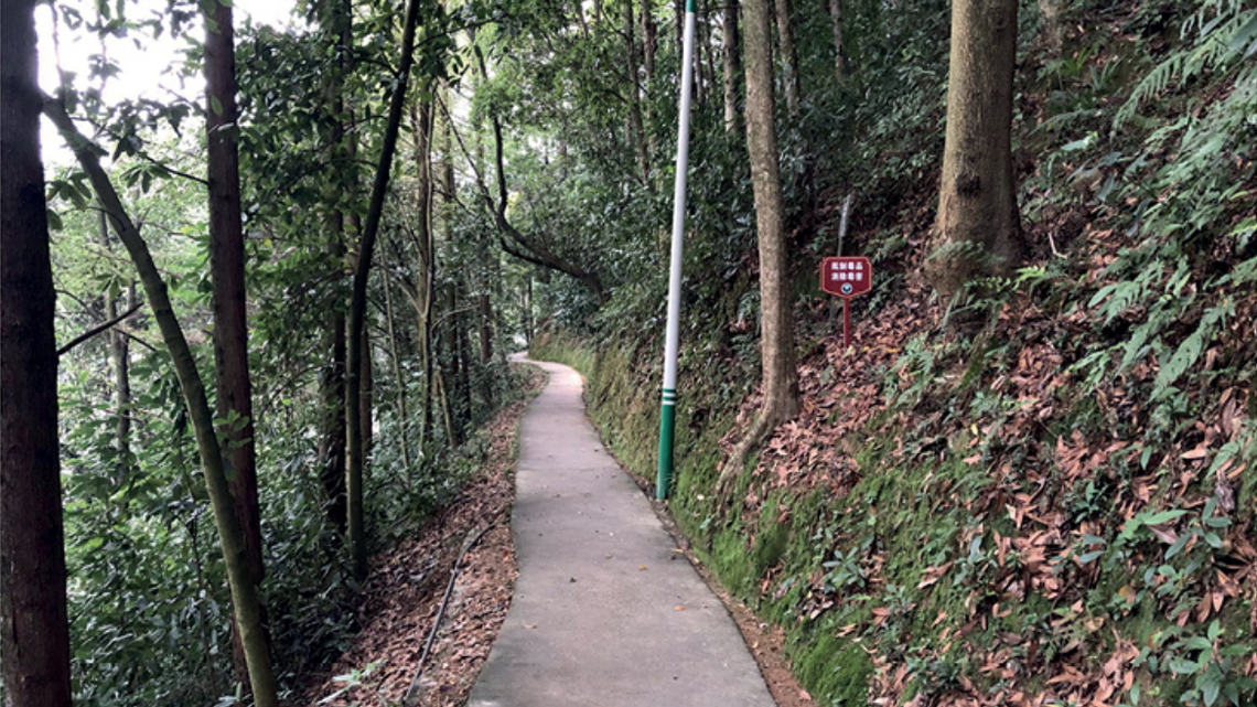 Researchers collected baby spiders from Hunan parks, raised the animals and discovered three new species of Mesothelae spider, a study said.