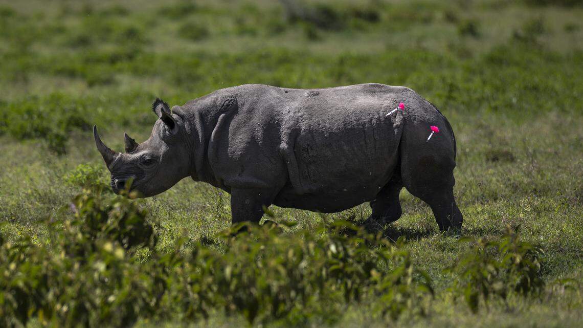 black rhino tranquilizer darts