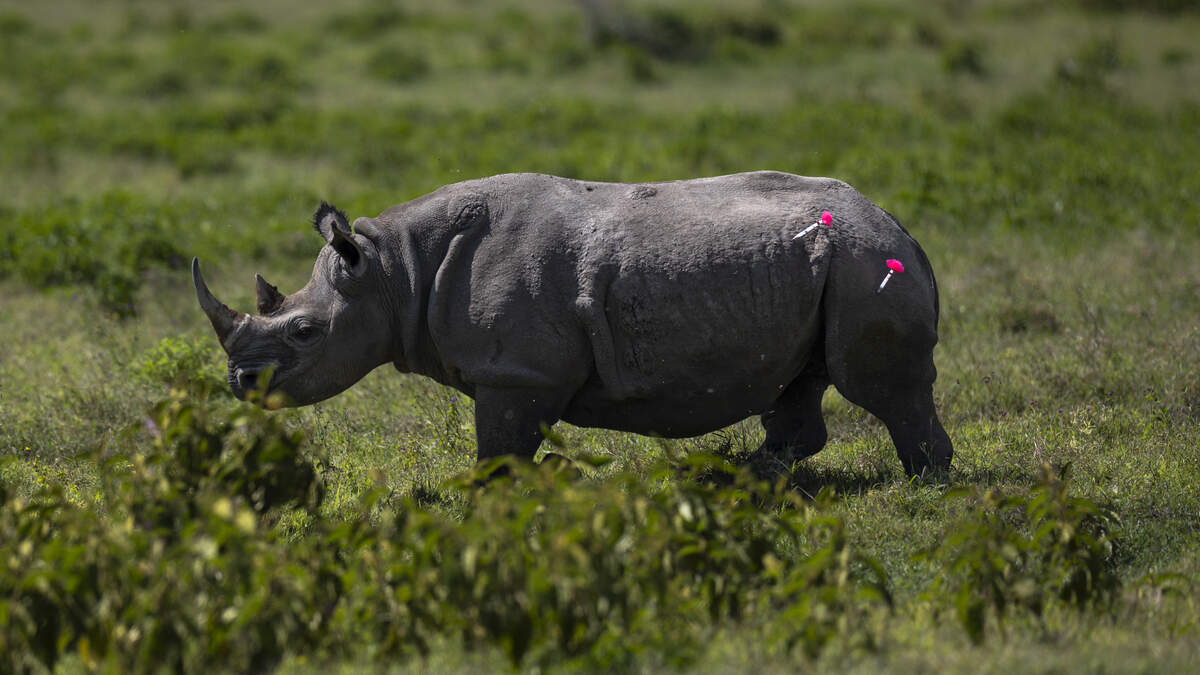 black rhino tranquilizer darts