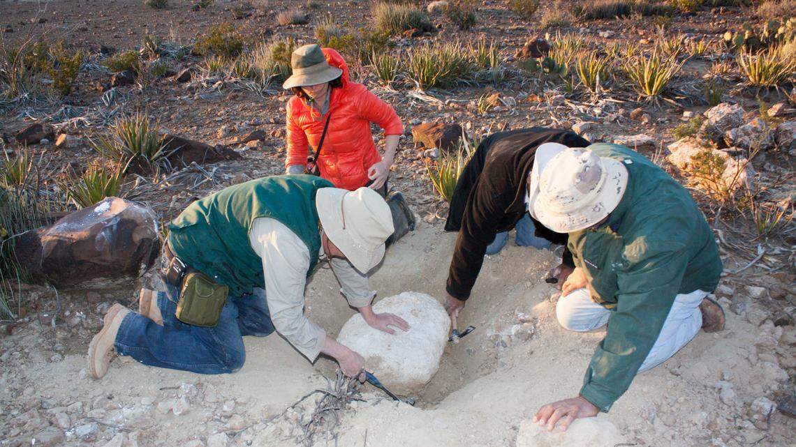 Paleontologists discovered an unidentified dinosaur in the rocks of northern Mexico more than a decade ago.