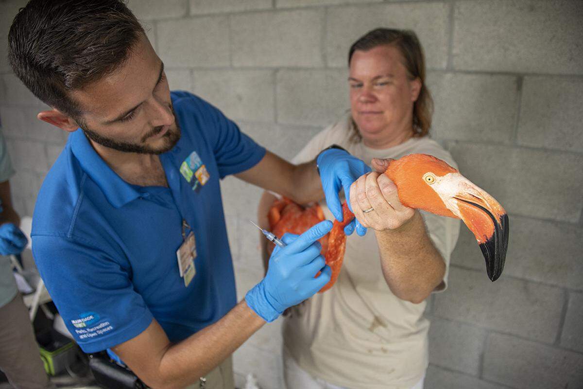 Zoo Miami associate veterinarian Dr. Jimmy Johnson prepares to collect a blood sample while zookeeper Susanne Gigler secures the flamingo.