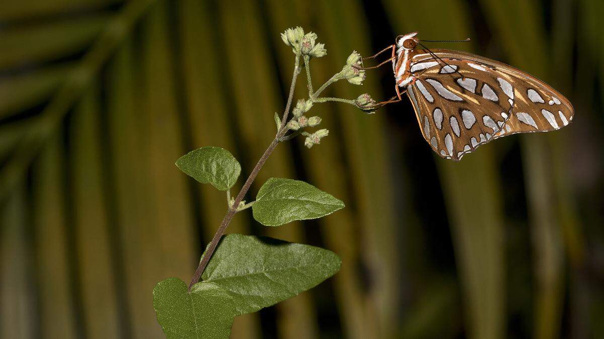 A Gulf fritillary butterfly rests on thoroughwort flower buds.