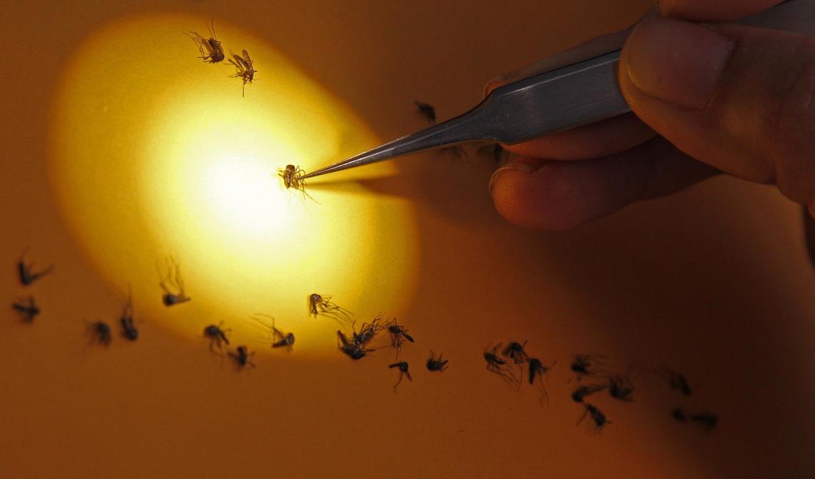 Lab technician Maday Moreno uses a microscope to count and sort Aedes aegypti mosquitoes on Tuesday.