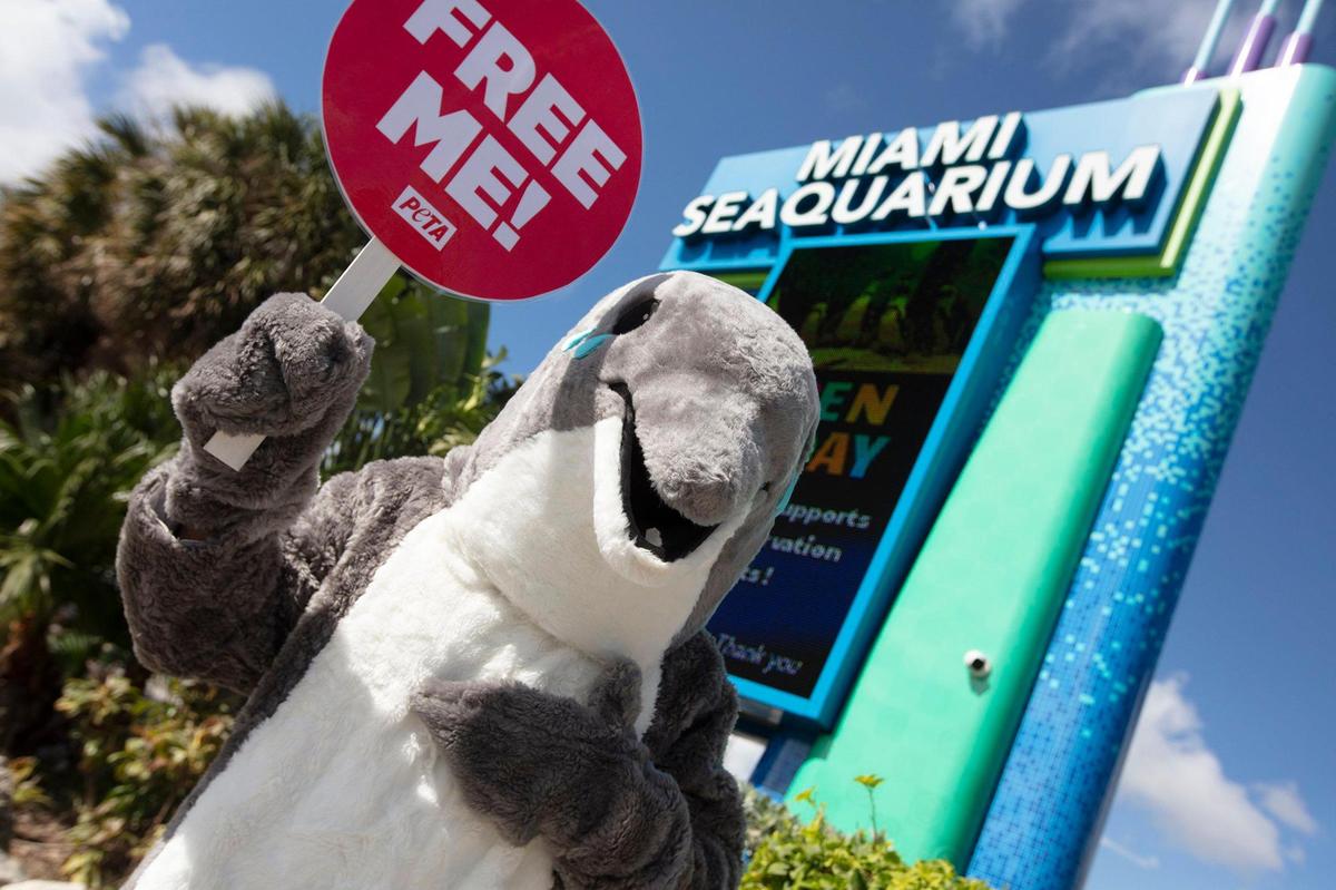 A “crying dolphin” will lead a coalition of PETA supporters in urging Miami-Dade County to shut down the Miami Seaquarium after a new federal inspection report just obtained by PETA documented employees’ practice of starving dolphins into submission and forcing them to perform more often, causing them to attack trainers and bite visitors out of sheer stress; at The Miami Seaquaroum, Key Biscayne on Saturday 29th., 2022.