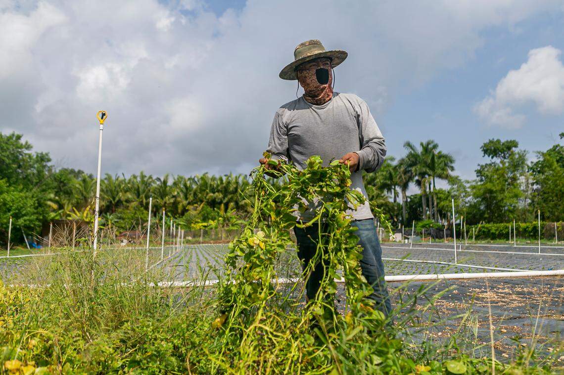 Ciro Hernández, de 37 años, limpia de espinaca echada a perder los campos de sus suegros en Homestead, Florida. el miércoles 27 de mayo de 2020. La granja es de Juventino Custodio, de 53 años, quien se vio obligado a dejar que la cosecha se pudriera en los campos tras las pandemia del coronavirus, que trastocó completamente la cadena de suministro.