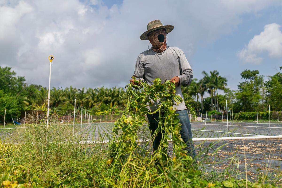 Ciro Hernandez, 37, works to clear rotten spinach from his father-in-lawÕs farm in Homestead, Florida on Wednesday, May 27, 2020. The farm belongs to Juventino Custodio, 53, who was forced to let his spinach rot after the coronavirus pandemic caused a disruption in his supply chain process.