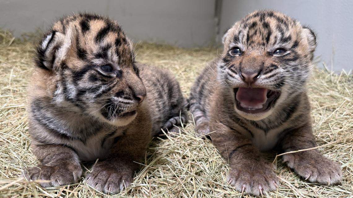 A pair of rare tiger cubs were born at the Dallas Zoo — and one still needs a name. Here’s how to vote.
