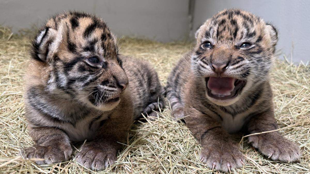 A pair of rare tiger cubs were born at the Dallas Zoo — and one still needs a name. Here’s how to vote.