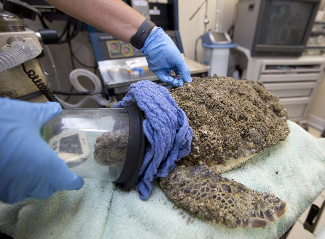 A Turtle Hospital technician administers oxygen to a juvenile green sea turtle Monday, March 11, 2019, at the Florida Keys-based Turtle Hospital in Marathon. The barnacle-encrusted reptile is among 22 green sea turtles that arrived in the Florida Keys Monday evening from Central Florida-based facilities overwhelmed with lethargic greens that have washed up on Atlantic Ocean beaches.