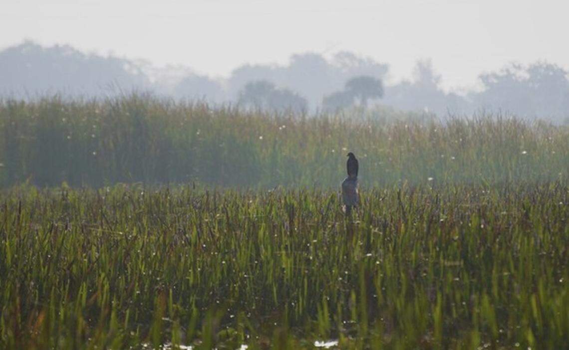 A snail kite takes a perch in the Lake Runnymede Conservation Area in St. Cloud. 