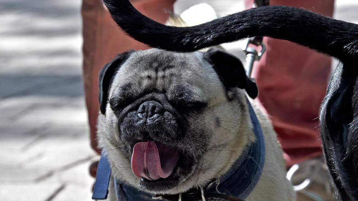 South Florida dogs are getting high from THC exposure