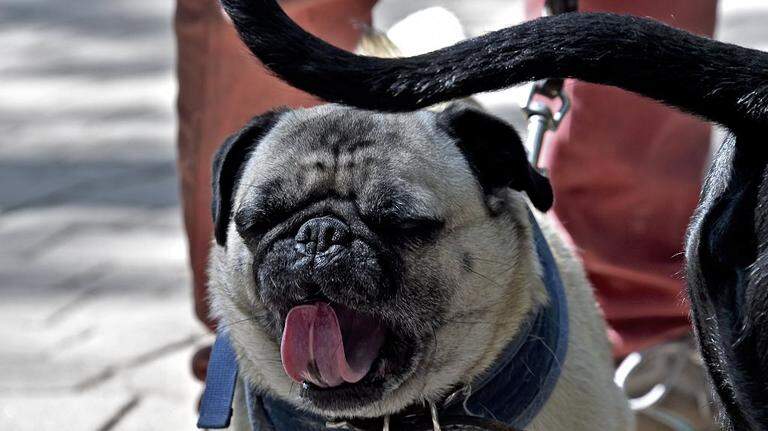South Florida dogs are getting high from THC exposure
