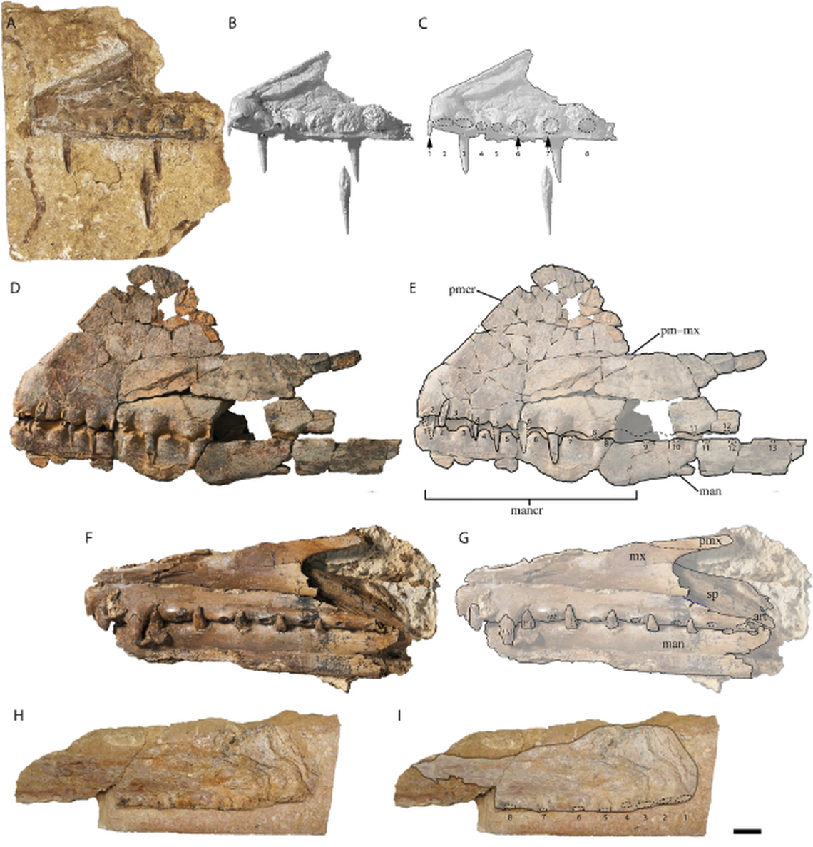 A complete lower jaw and a partial upper jaw of the pterosaur was unearthed.