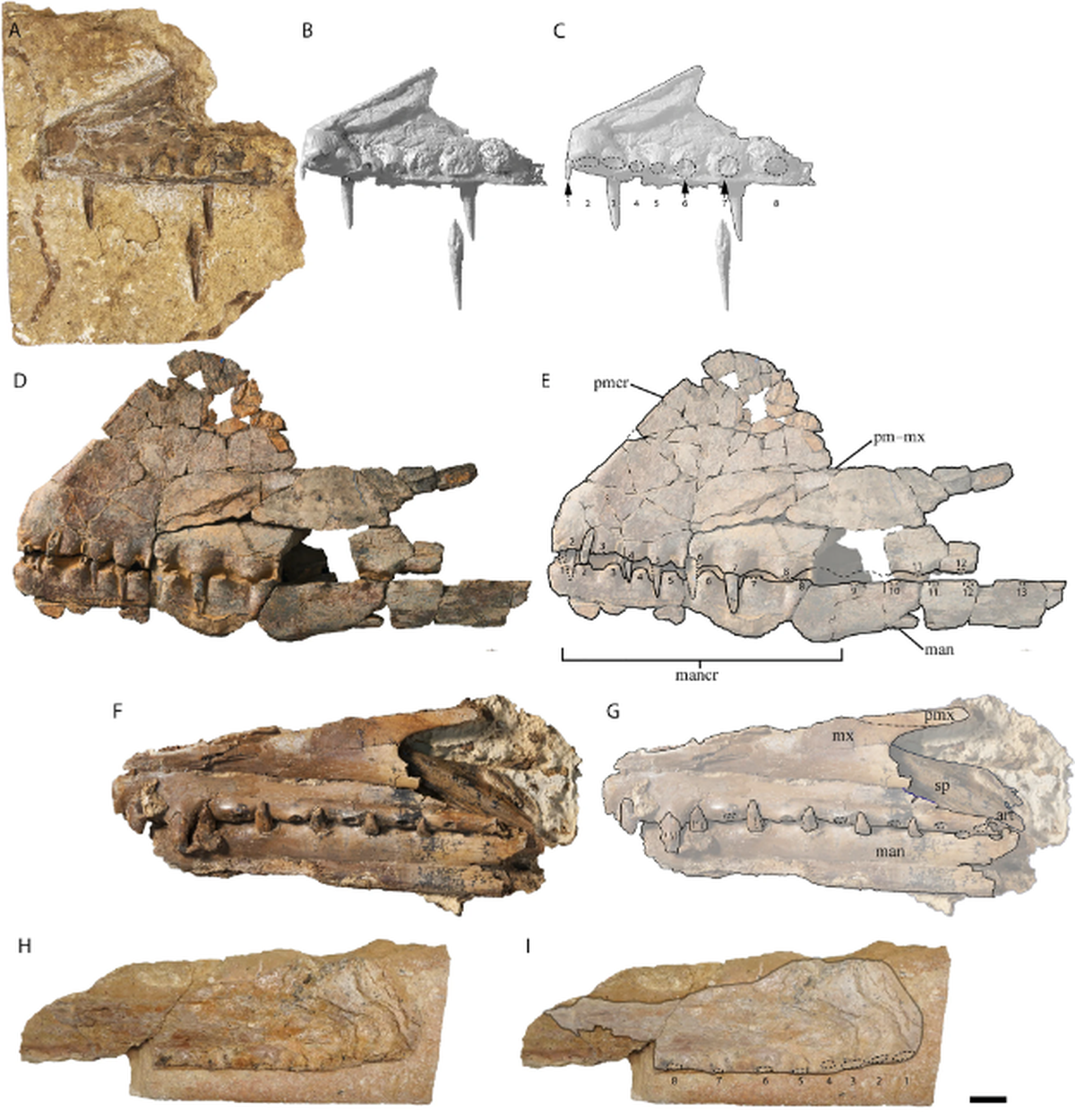 A complete lower jaw and a partial upper jaw of the pterosaur was unearthed.