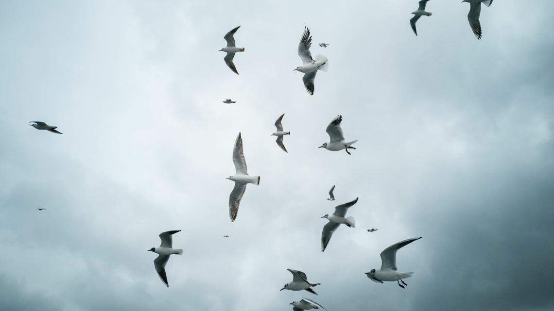 A group of seagulls (not the one pictured) was lured by the smell of fried food and became trapped in a tub of used cooking oil, a Massachusetts wildlife center says.