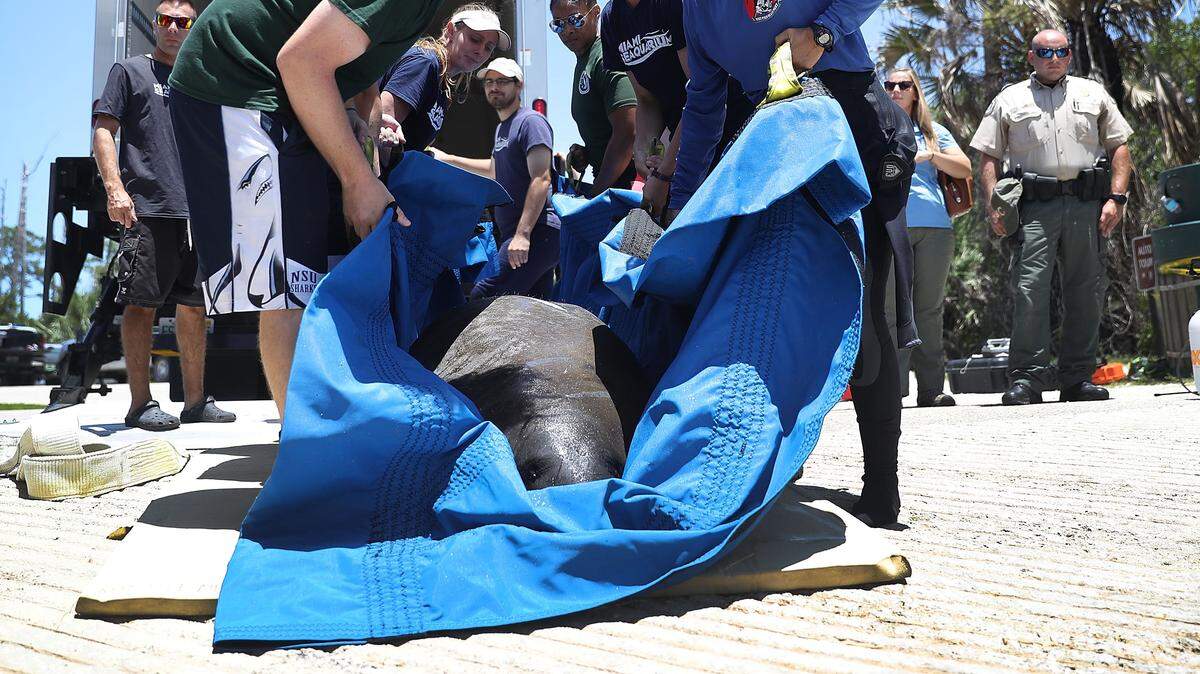 florida manatee rescue