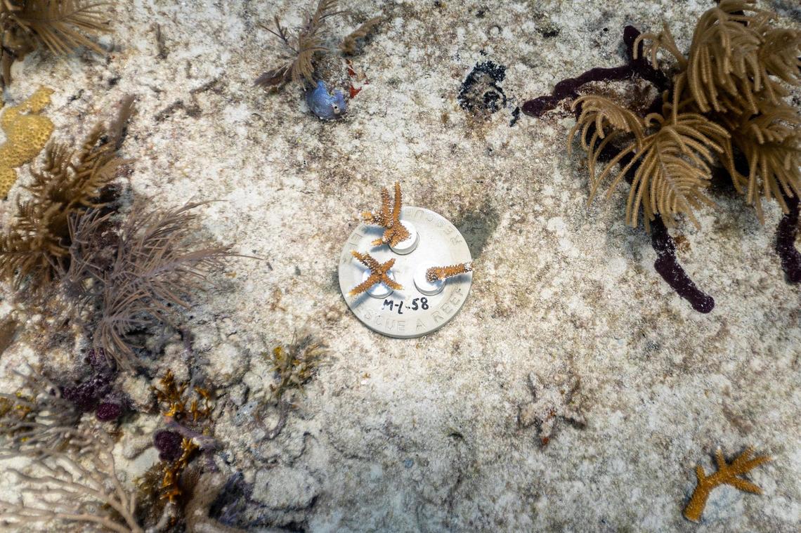 A cement base holds coral fragments planted at Paradise Reef during a Rescue A Reef coral restoration dive. Dalton Hesley, a senior research associate at UM’s Rosenstiel School of Marine, Atmospheric, and Earth Science who manages the school’s Rescue a Reef program, calls these “coral cookies.”