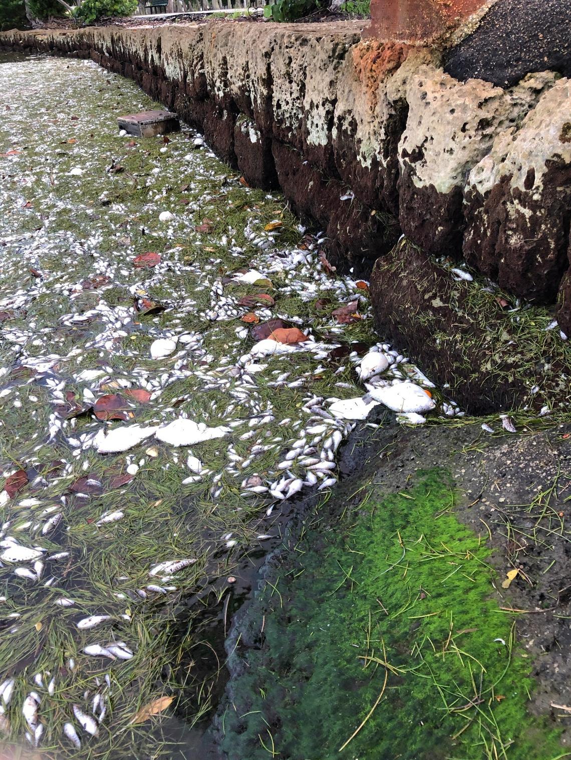 Residents believe increased pollution may have contributed to the fish kill that was first observed on Monday.