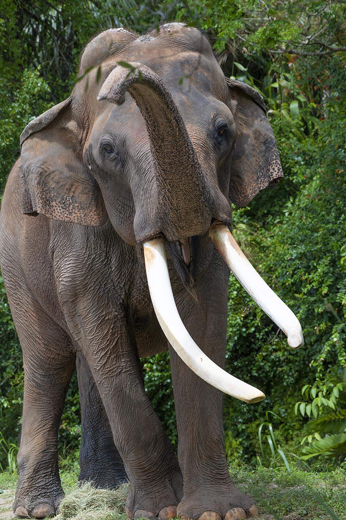 Dalip, an elephant who lived at Zoo Miami and its predecessor in Key Biscayne for decades, died on Nov. 24, 2022, at age 56.