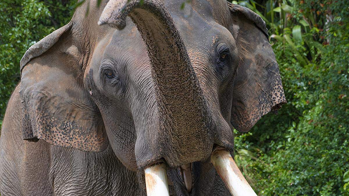 Dalip, un elefante que vivió en el Zoo Miami y en su predecesor en Key Biscayne durante décadas, murió el 24 de noviembre de 2022 a los 56 años.