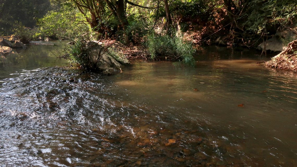 The fish were discovered in the Salween river basin in Thailand and Myanmar, researchers said.