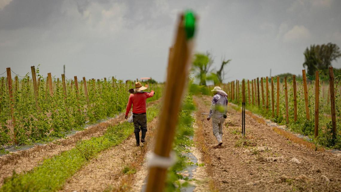 Two farmworkers tend to crops in Homestead, Florida. 