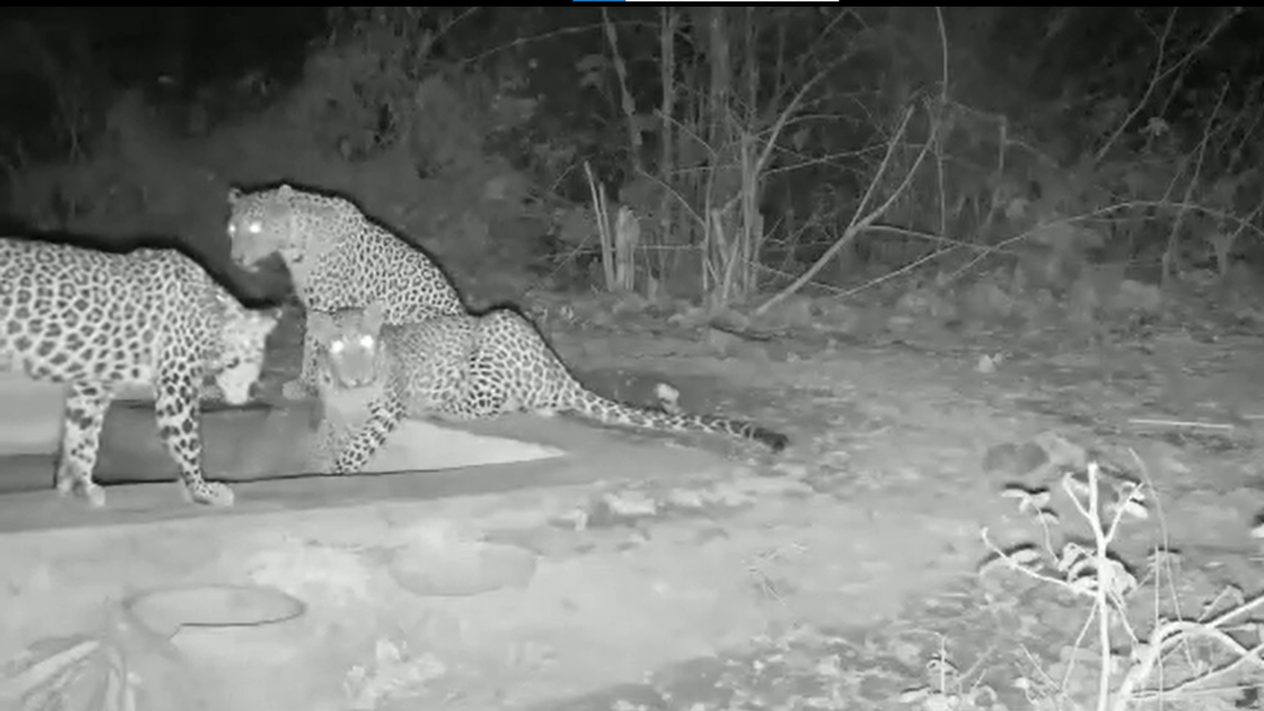 An elusive mother leopard with two sub-adult cubs stopped at a watering hole and was seen on a trail camera, Gujarat officials said and video shows.