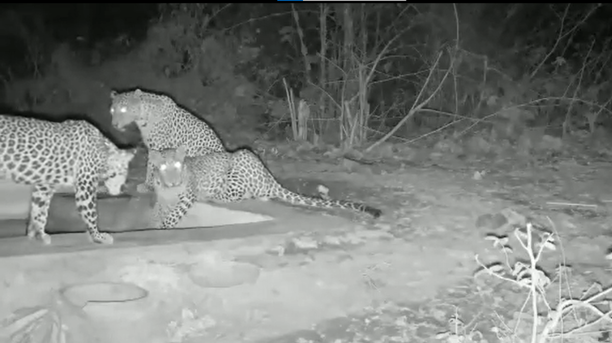 An elusive mother leopard with two sub-adult cubs stopped at a watering hole and was seen on a trail camera, Gujarat officials said and video shows.