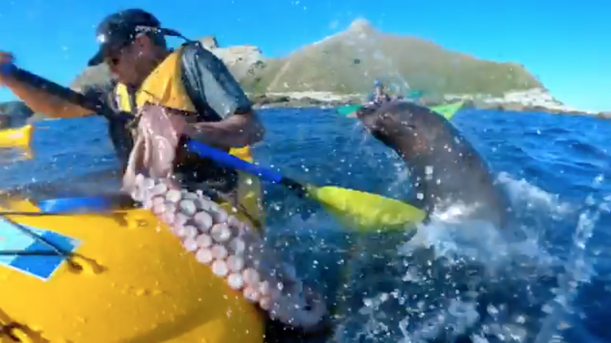 A video from New Zealand shows a kayaker named Kyle Mulinder get slapped by a seal with an octopus off the coast of Kaikoura on New Zealand’s South Island. Experts say the seal probably was trying to rip the octopus apart.