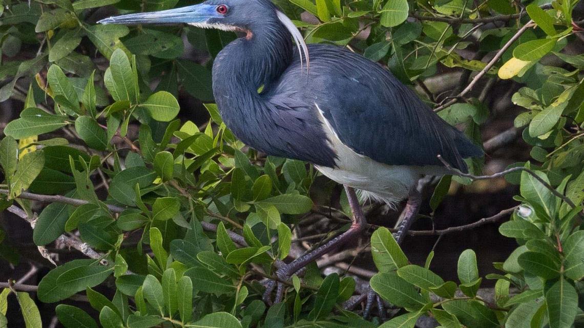 A tricolored heron, categorized as threatened or imperiled by the state of Florida, was one of six tricolored herons found by the county’s Department of Environmental Resources Management (DERM) on the old Calusa Country Club property off Kendall Drive. The regulators said the nests have to be protected and buffered from new construction.