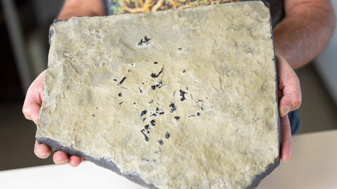 Disarticulated fossils were found on the Isle of Skye in Scotland.