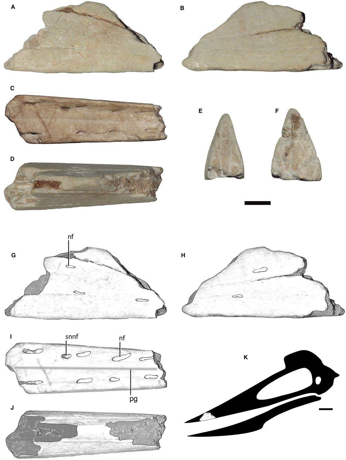 The small fossil piece belongs to the rostrum, or tip of the upper jaw, of a pterosaur.