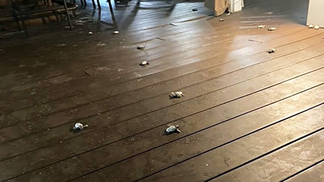Un grupo de tortuguitas necesitaba ayuda. Vea cómo un policía de Cayo Hueso las guía al mar