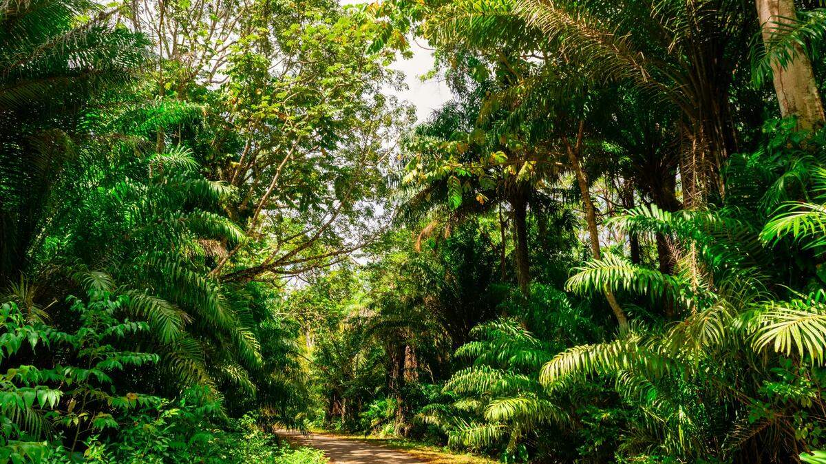 A specimen collected from Trinidad in the 1980s solved the mystery of the “lost” termite species.
