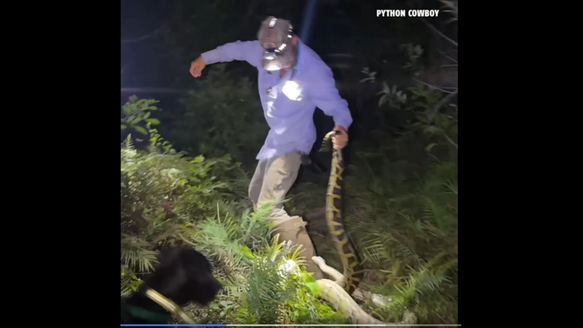Florida’s invasive Burmese pythons have up to 120 teeth, so it was not a laughing matter when professional python hunter discovered one attached to his boot.