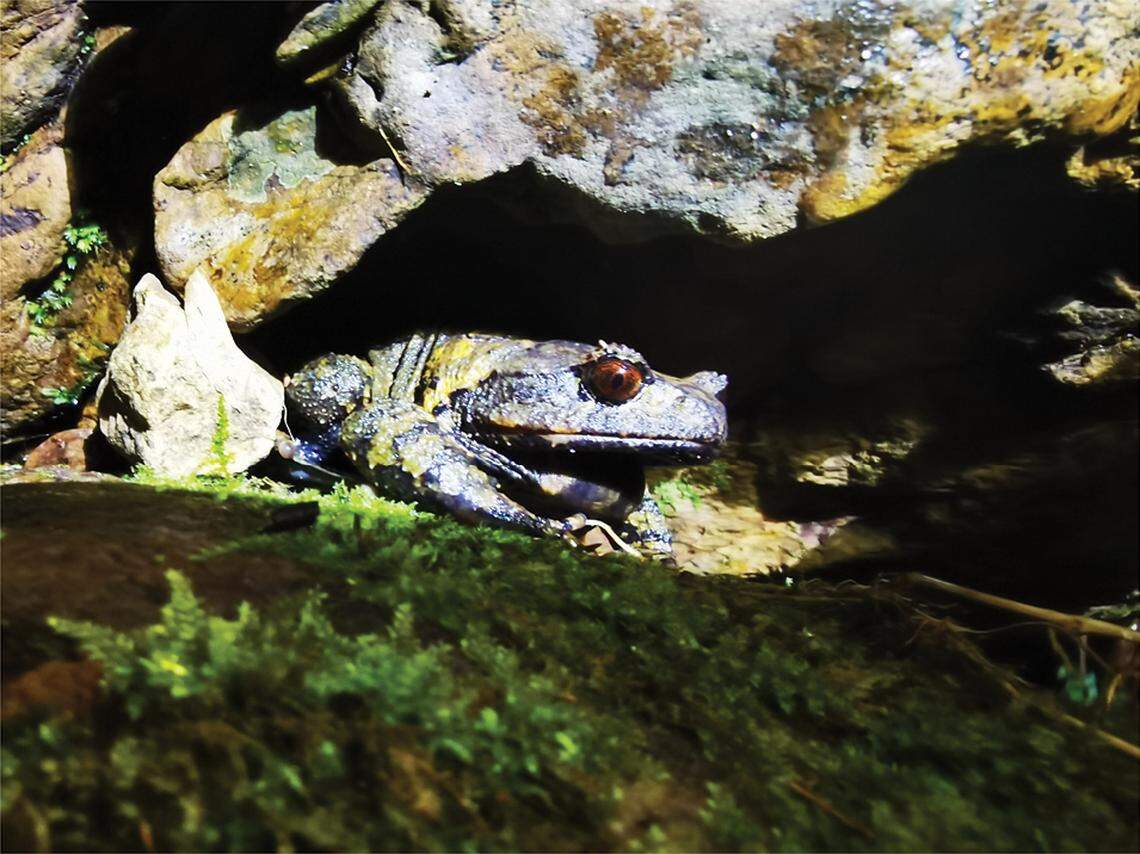 The toad was found calling on rocks in the stream, its red eyes standing out from the earthy surroundings.